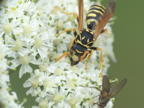 Polistes dominula